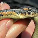 Eastern Plains Garter - Ohio Endangered Species