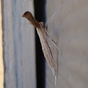 Plume Moth