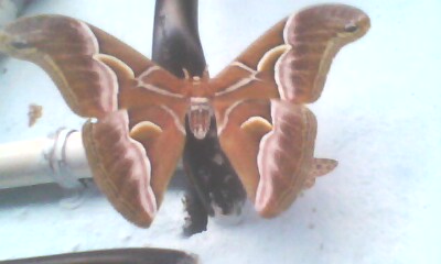 Spotting Image 1