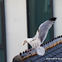 European Herring Gull