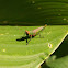 Grasshopper