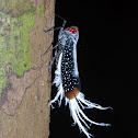 Reticulated plant hopper