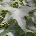 Sweet Gum