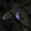 Malaysian Blue Flycatcher