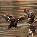 Spot-billed Duck
