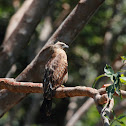 Brahminy kite (juvenile)