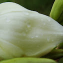 Yucca