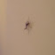 Midge