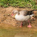 Greylag Goose