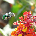 Green Orchid bee