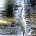 The Great Egret