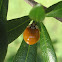 Multicolored Asian Lady Beetle