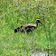 Hadeda Ibis