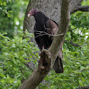 Turkey Vulture