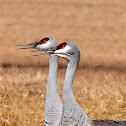 Sandhill Crane