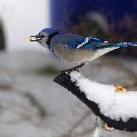 Blue Jay