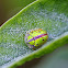 Tortoise Beetle