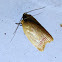 Concealer Moth