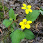 Chrysogonum