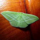 Emerald Moth