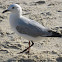Seagulls