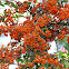 Cotoneaster