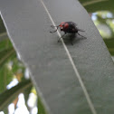 fly