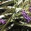 Grape Hyacinth