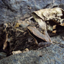 Bronzed frog