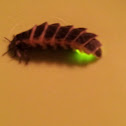Glowworm