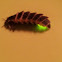 Glowworm