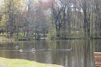 Wright's Pond Orange CT
