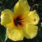Hawaiian Hibiscus