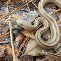 Yellow Rat Snake