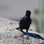 Red-winged starling