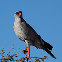 Dark Chanting Goshawk