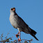 Dark Chanting Goshawk