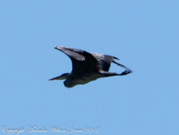 Spotting Image 1