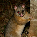 Common Brushtail Possum