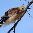 Red-Shouldered Hawk