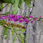 Purple Foxglove  Digitalis purpurea
