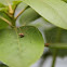 Harvestman (Daddy longlegs)