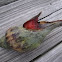Tulip snail