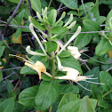 Honeysuckle