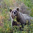 Greater Yellowstone Ecosystem