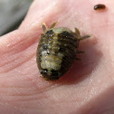 Estuarine isopod