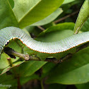 Great Orange Tip Caterpillar