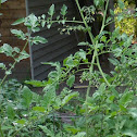 Tomato - Cherry 'Sweet One Hundreds'