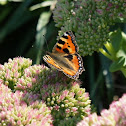 Small Tortoiseshell