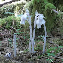 Indian Pipe